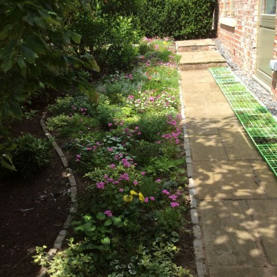 Mozak Lawn, Using Low Growing Spreading Plants Instead of Grass for Shading Damp Lawn Areas